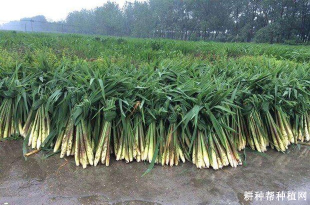 无锡早夏茭茭白品种好不好? 无锡早夏茭茭白品种好不好?