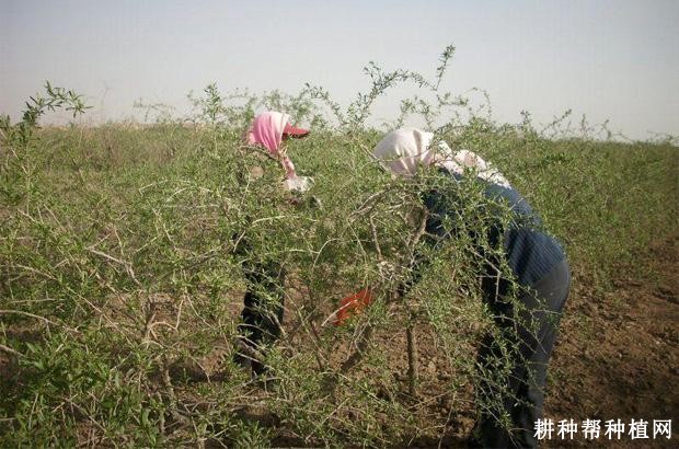 结果枸杞树如何整形修剪? 结果枸杞树如何整形修剪?