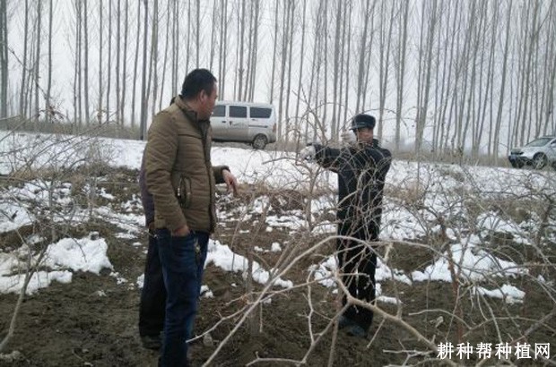 结果枸杞树如何整形修剪? 结果枸杞树如何整形修剪?