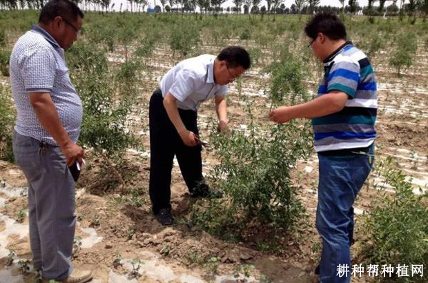 结果枸杞树如何整形修剪? 结果枸杞树如何整形修剪?