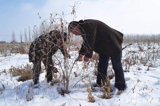 结果枸杞树如何整形修剪? 结果枸杞树如何整形修剪?