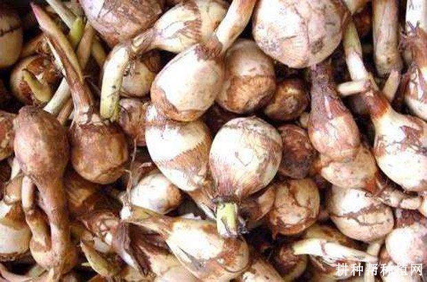 沈荡慈姑品种好不好？