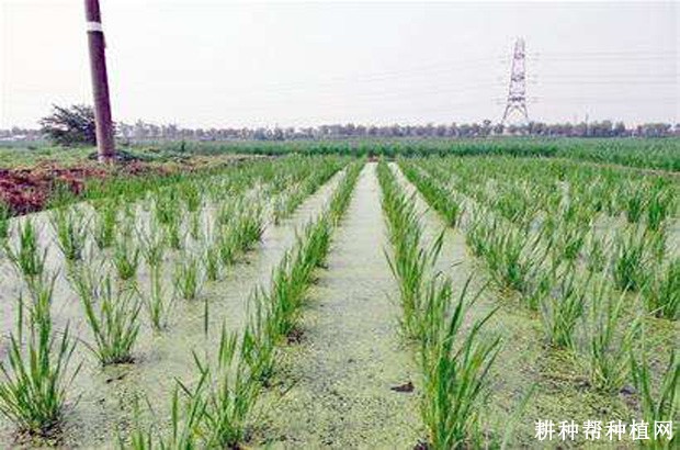 广益茭茭白品种好不好？
