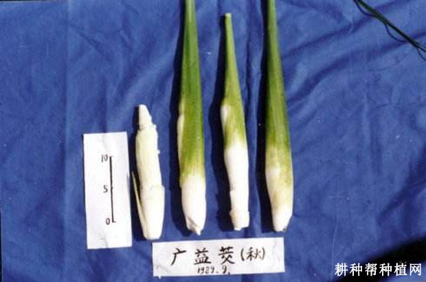 广益茭茭白品种好不好？