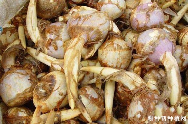 苏州黄慈姑品种好不好？