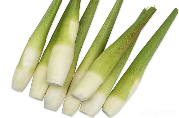 浙茭2号茭白品种好不好? 浙茭2号茭白品种好不好?