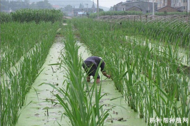 浙茭2号茭白品种好不好? 浙茭2号茭白品种好不好?