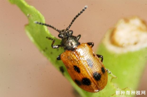 枸杞负泥虫如何防治？