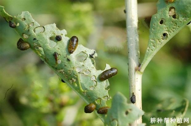 枸杞负泥虫如何防治？