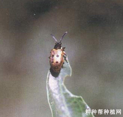 枸杞负泥虫如何防治？