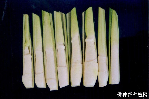 86-16品系茭白品种好不好？