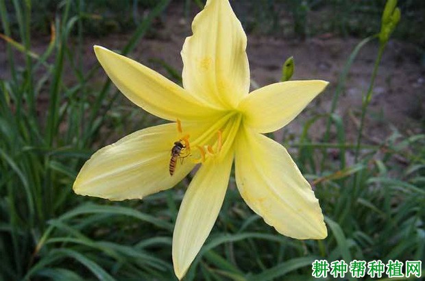 猛子花黄花菜品种好不好？