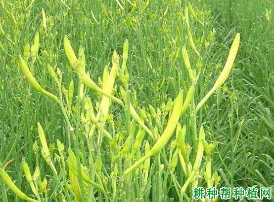 猛子花黄花菜品种好不好？