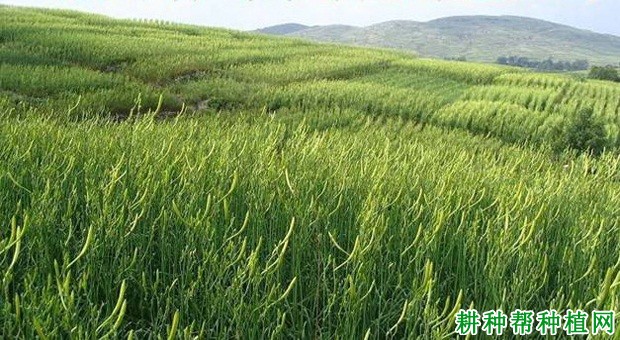 四月白黄花菜品种好不好？