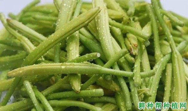 四月白黄花菜品种好不好？