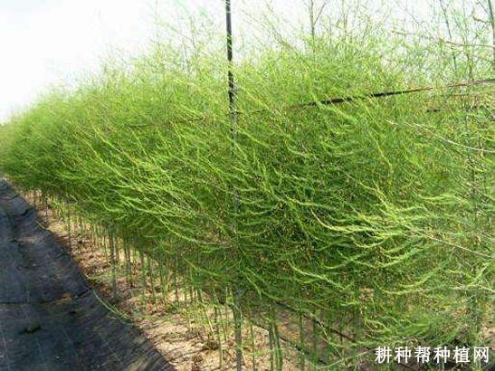 阿波罗芦笋品种好不好? 阿波罗芦笋品种好不好?