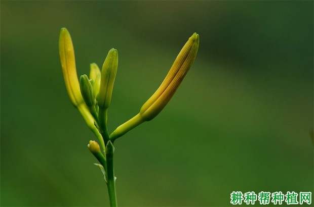 金针早黄花菜品种好不好？