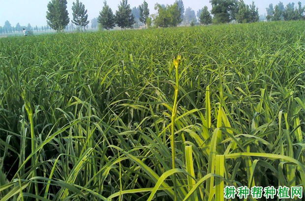 金针早黄花菜品种好不好？