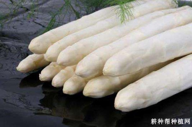 格兰蒂芦笋品种好不好？