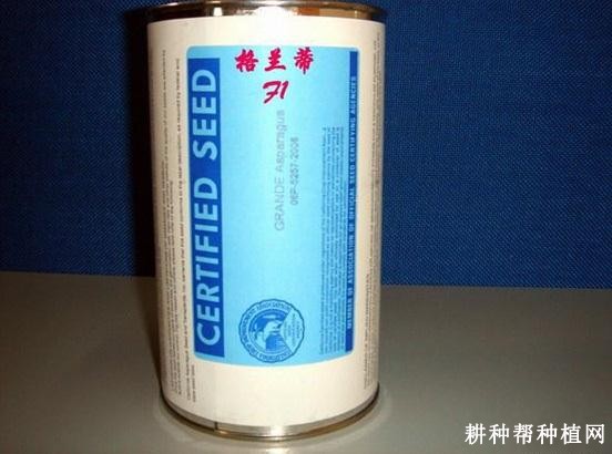 格兰蒂芦笋品种好不好？