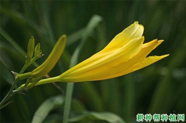 川黄花1号黄花菜品种好不好？