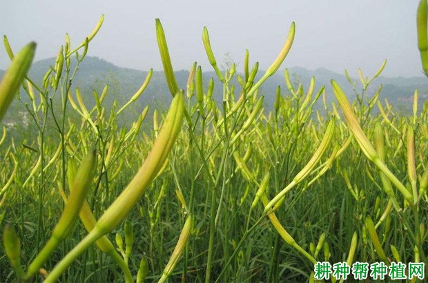 川黄花1号黄花菜品种好不好？