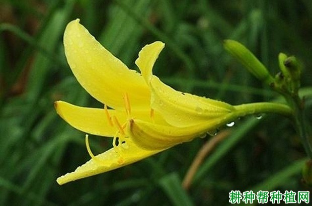 三月花黄花菜品种好不好? 三月花黄花菜品种好不好?