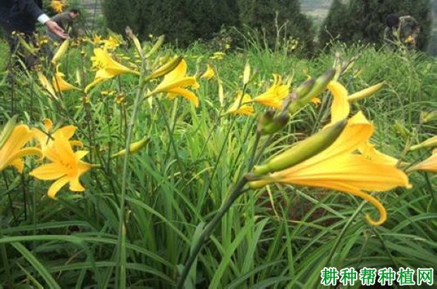 三月花黄花菜品种好不好? 三月花黄花菜品种好不好?
