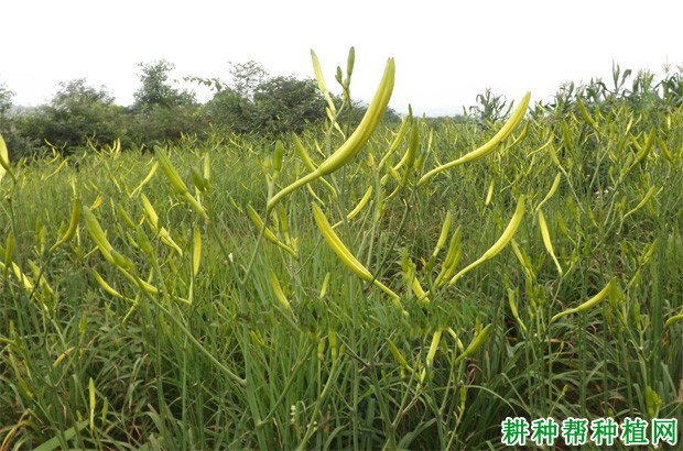 三月花黄花菜品种好不好? 三月花黄花菜品种好不好?