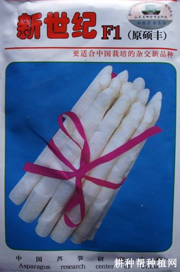 新世纪芦笋品种好不好? 新世纪芦笋品种好不好?
