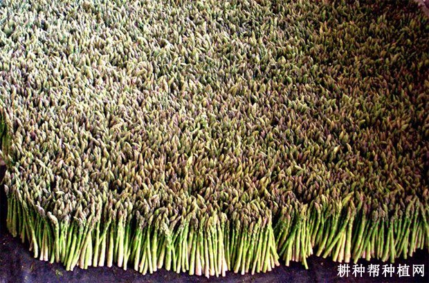 新世纪芦笋品种好不好? 新世纪芦笋品种好不好?