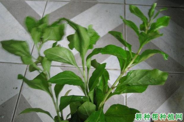 菜用枸杞如何采摘？