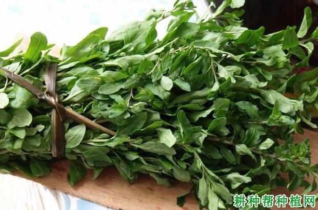 菜用枸杞如何采摘？