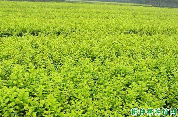 叶菜枸杞如何育苗？