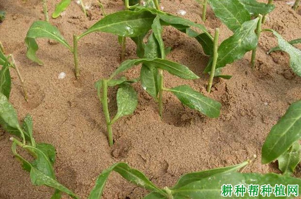 叶菜枸杞如何育苗？