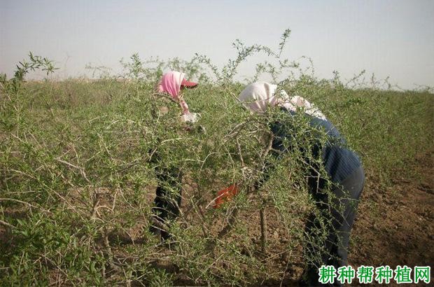 枸杞落花落果如何防治? 枸杞落花落果如何防治?