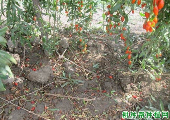 枸杞落花落果如何防治? 枸杞落花落果如何防治?