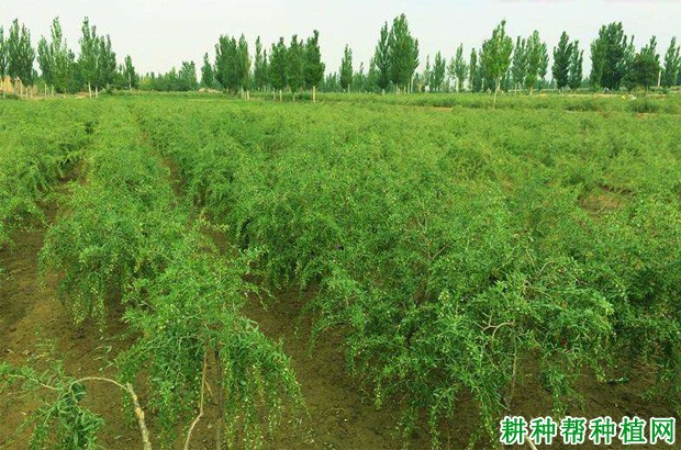 种植枸杞什么时候浇水好? 种植枸杞什么时候浇水好?