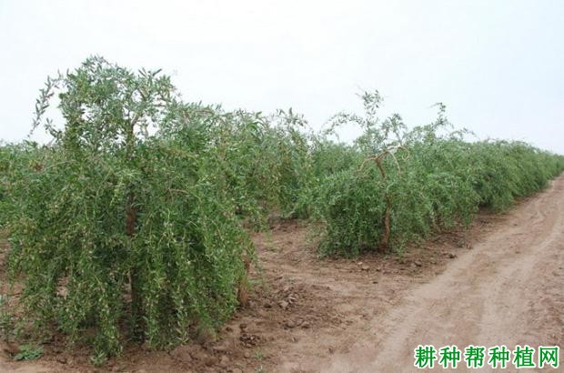 种植枸杞什么时候浇水好? 种植枸杞什么时候浇水好?