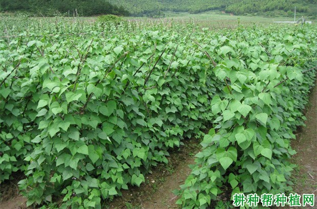 豆角的生长环境是怎么样? 豆角的生长环境是怎么样?