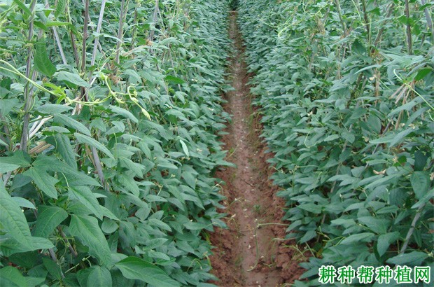 豆角的生长环境是怎么样? 豆角的生长环境是怎么样?