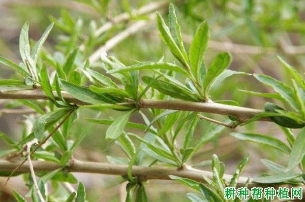 豆角的生长环境是怎么样? 豆角的生长环境是怎么样?