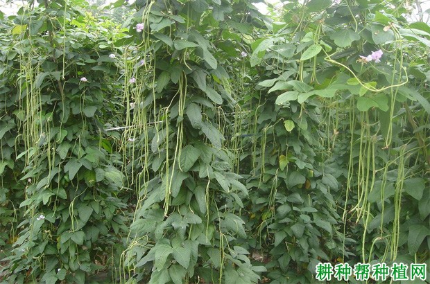 豆角的生长环境是怎么样? 豆角的生长环境是怎么样?