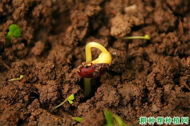 豆角早衰的原因是什么? 豆角早衰的原因是什么?