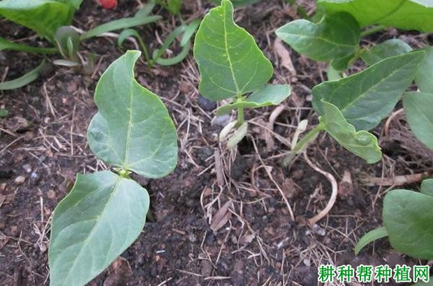 豆角早衰的原因是什么? 豆角早衰的原因是什么?