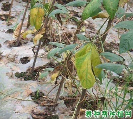 豆角早衰的原因是什么? 豆角早衰的原因是什么?