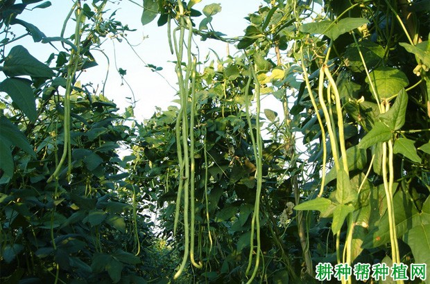 豆角早衰的原因是什么? 豆角早衰的原因是什么?