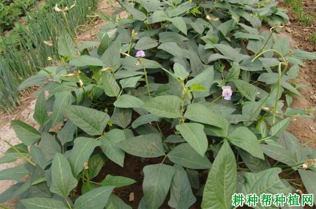 豆角品种有几种类型? 豆角品种有几种类型?