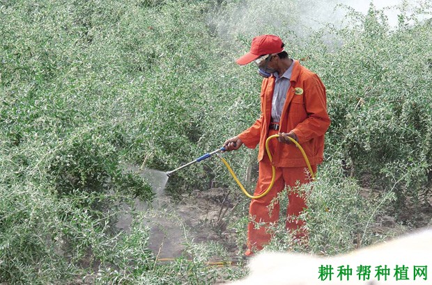 枸杞采用叶面追肥有哪些优点? 枸杞采用叶面追肥有哪些优点?