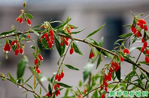 枸杞采用叶面追肥有哪些优点? 枸杞采用叶面追肥有哪些优点?